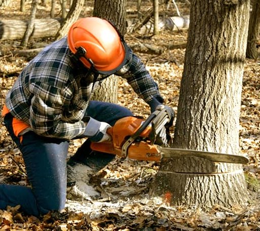Tree Removal in Wayside, TX